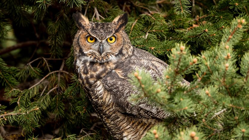 Great horned owl