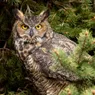 10 Types of Owls: From Tiny Screech-owls to Great Horned Owls