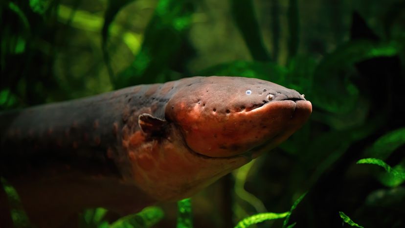 electric eel