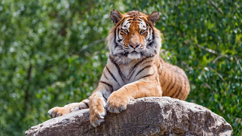 A young Siberian tiger posing on the top of a big rock