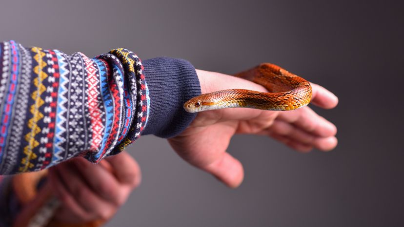 Corn snake