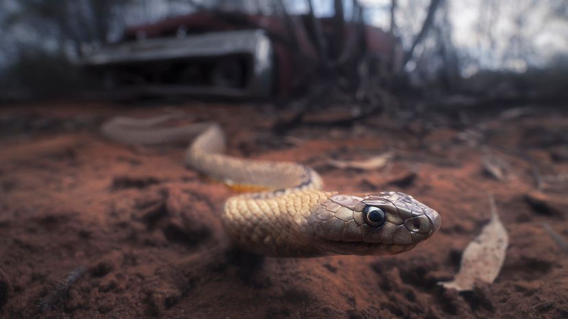 Strap-snouted brown snake