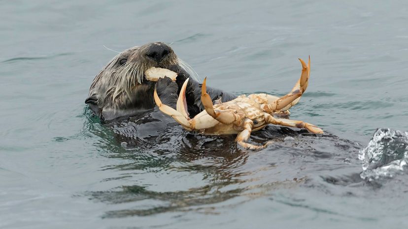 Sea otter
