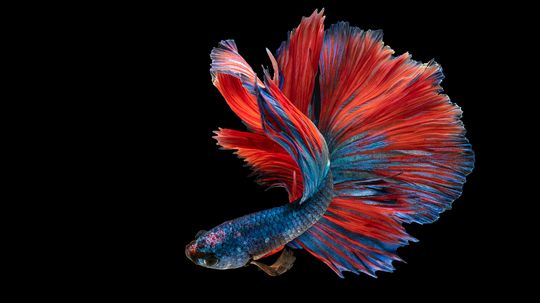 10 Colorful Fish to Brighten Up Your Aquarium