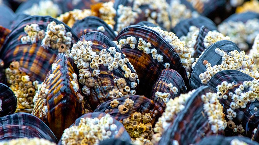 clams with barnacles