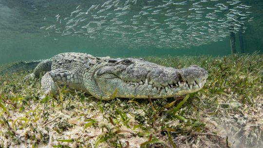 7 of the Largest Crocodiles Ever Measured