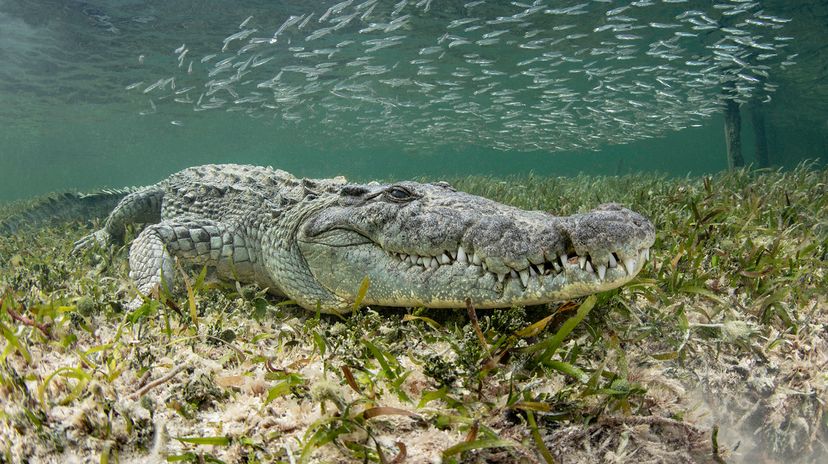 a crocodile sits underwater in eel grass with school of fish above