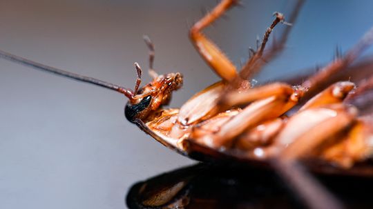 Wood Roach vs. Cockroach: Which Are You Dealing With?