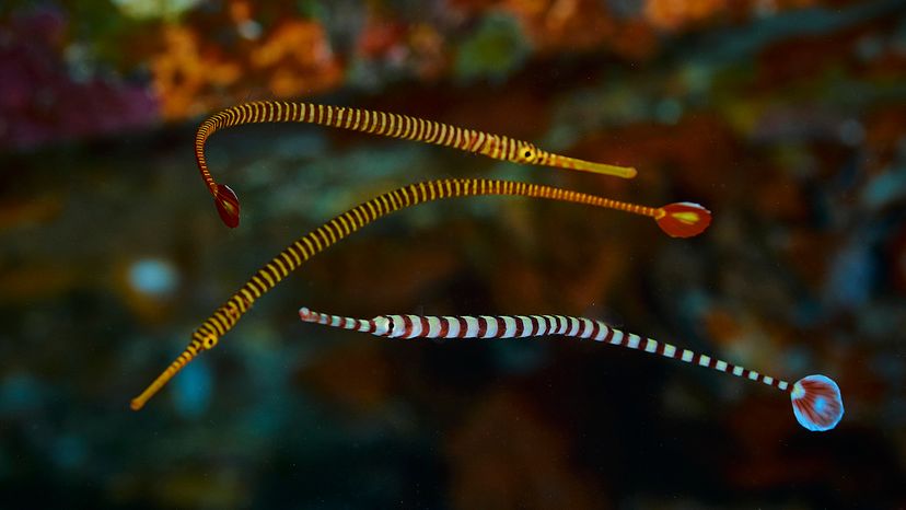 Banded pipefish