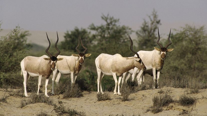 Four addax standing in sand and dry brush