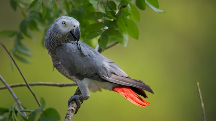 African grey parrot