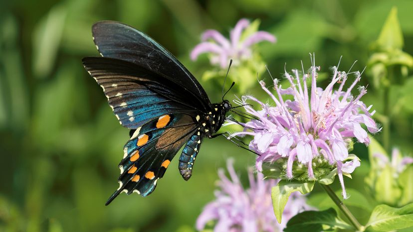 Spicebush Swallowtails