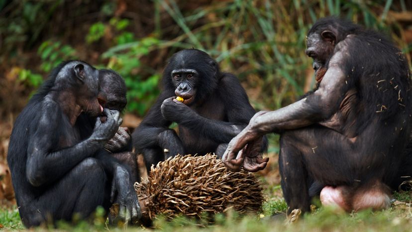 bonobos