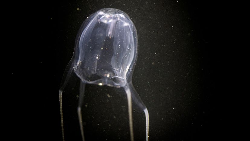 Box jellyfish