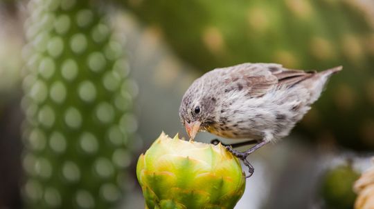 Understanding the Ecological Niche: Why Species Stay Put