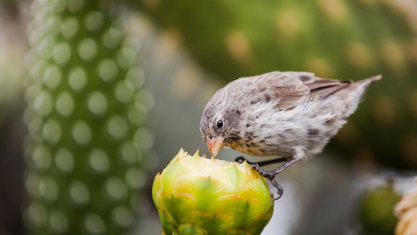 A finch eating from a cactus flower
