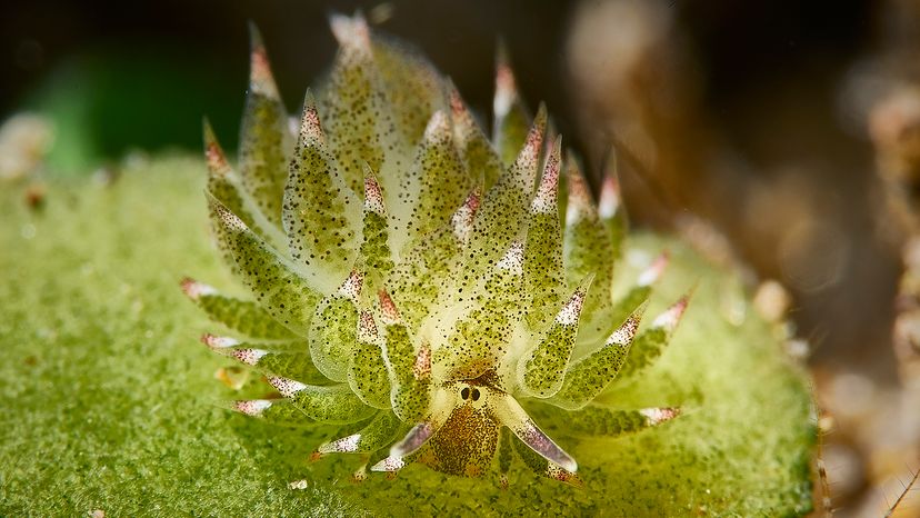 nudibranch