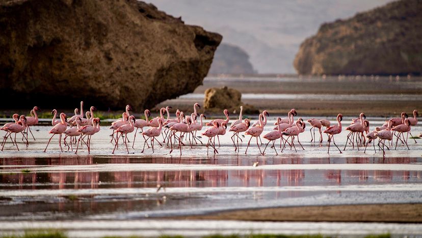 flamingos