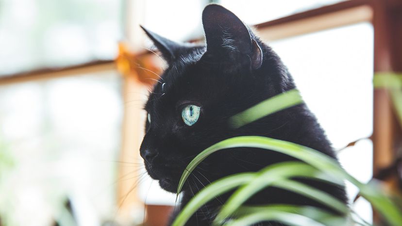 Cat with spider plant
