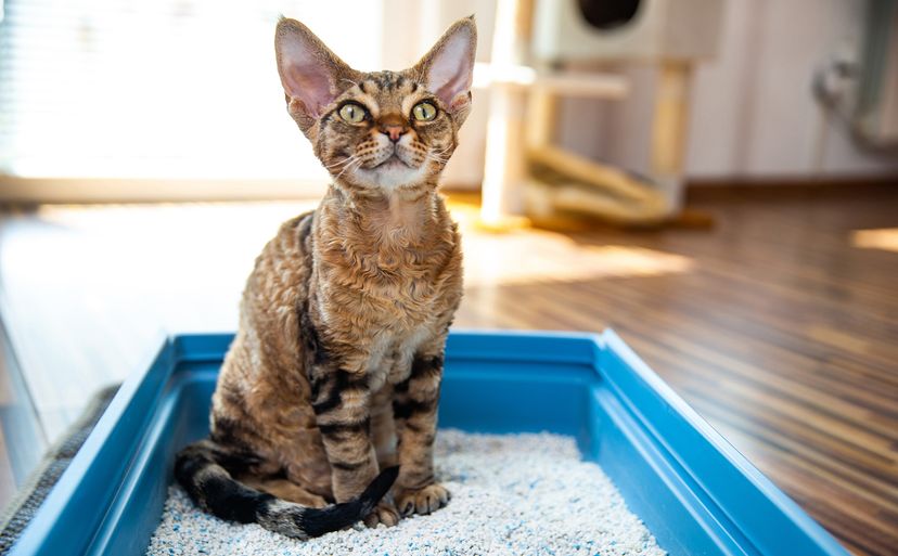 Devon Rex