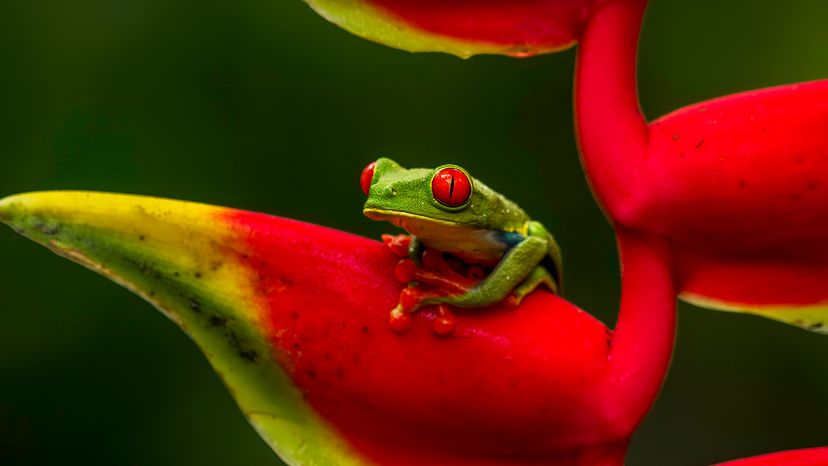 Rana arborícola de ojos rojos