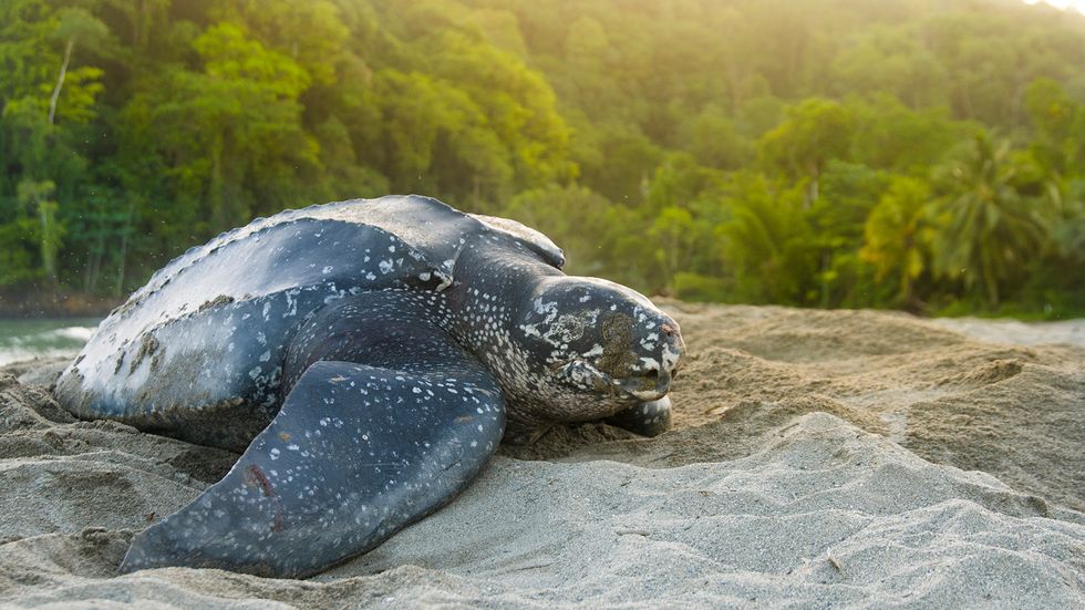 The Leatherback Sea Turtle Is the Size of a Small Car