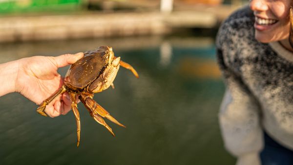Dungeness Crab: A Deliciously Sustainable Crustacean