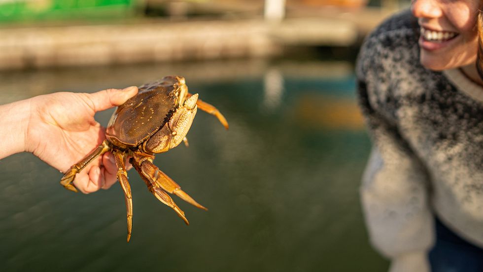 Dungeness Crab: A Deliciously Sustainable Crustacean