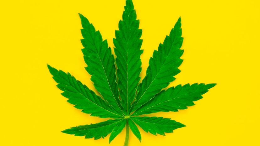 Cannabis plant against a yellow background
