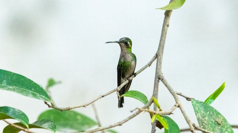 Bee Hummingbird