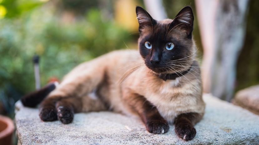 Siamese