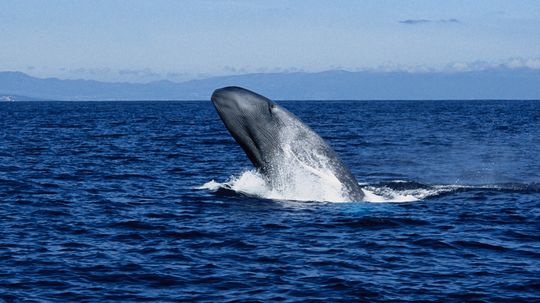 The Blue Whale Is One of the Loudest Animals on Earth