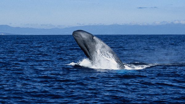 Blue whale breaching in the ocean
