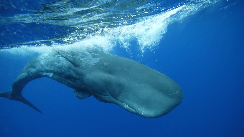 Sperm whale just below the surface of blue water
