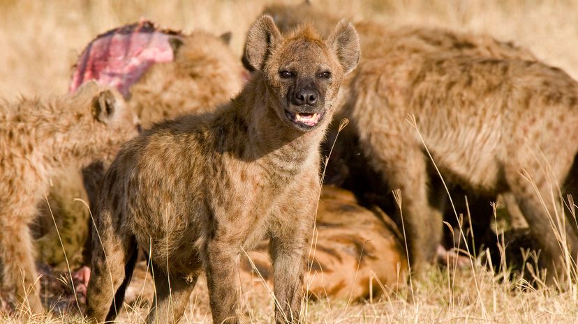 Hyenas feeding on a giraffe carcass