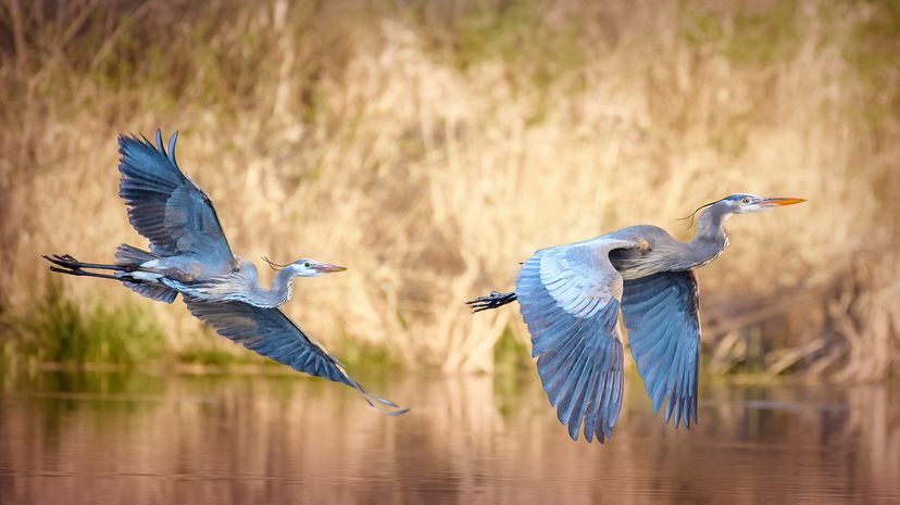 Great blue herons