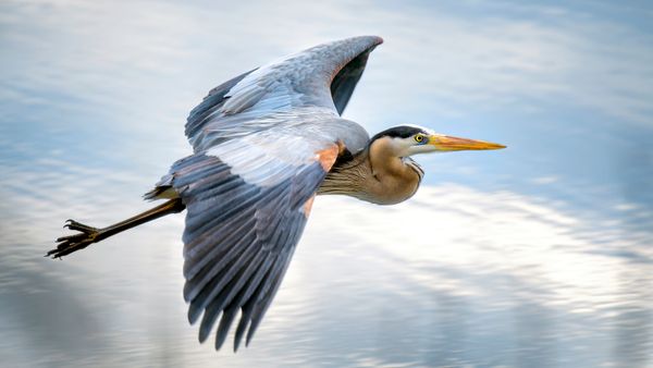 Heron vs. Crane: A Comparison of Long-legged Birds