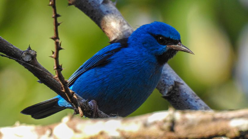 Blue Dacnis