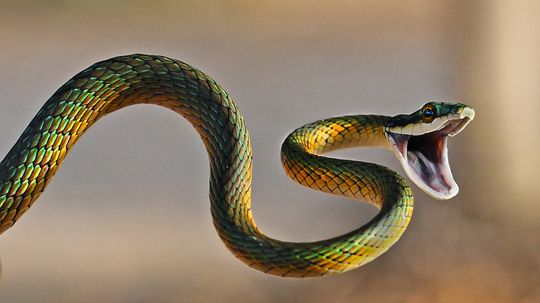 How Long Do Snakes Live? Depends on Species and Habitat