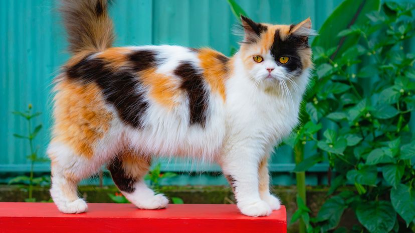 longhaired white cat with black and orange spots