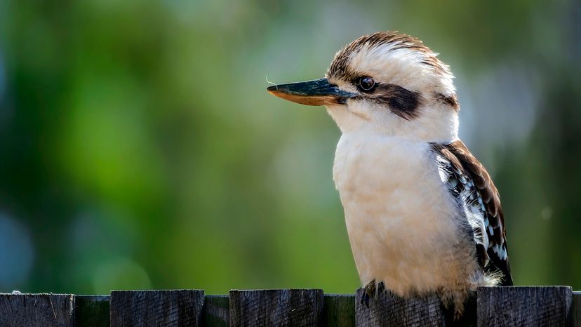 Tiny bird perched on a fence