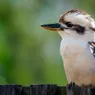 What Do Laughing Kookaburras Find So Funny?