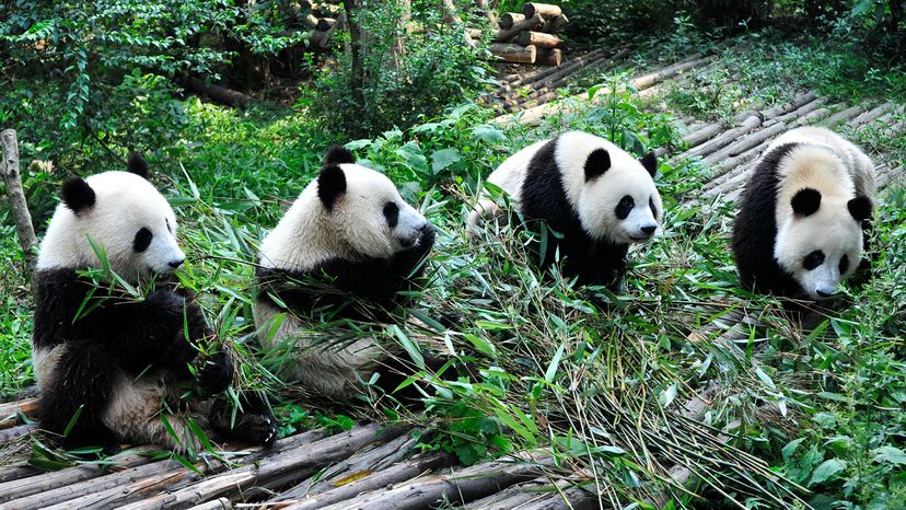 Giant pandas