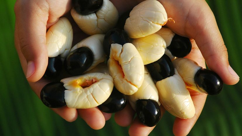 Hands holding Jamaican ackee fruit.