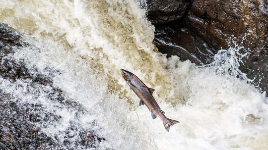 Sockeye vs. Atlantic Salmon: Flavor, Nutrition and Sustainability