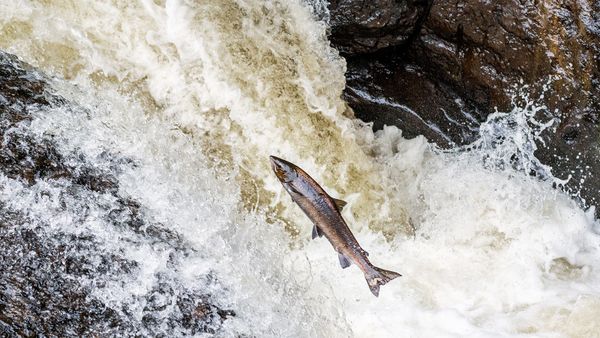 Sockeye vs. Atlantic Salmon: Flavor, Nutrition and Sustainability