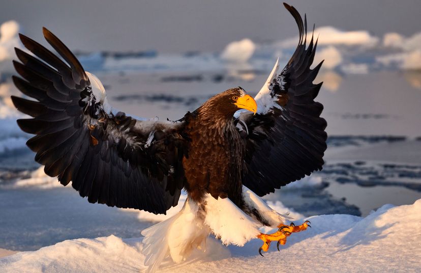 Steller's sea eagle