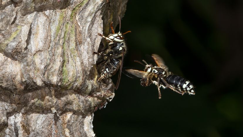 Bald-faced hornets