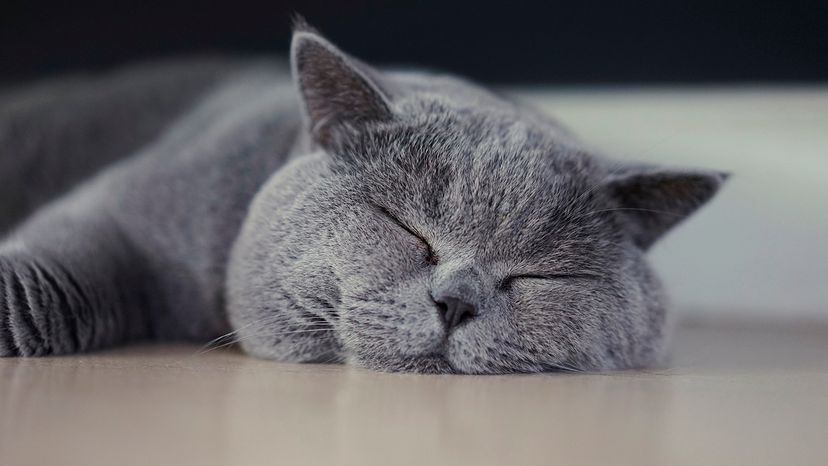 British Shorthair