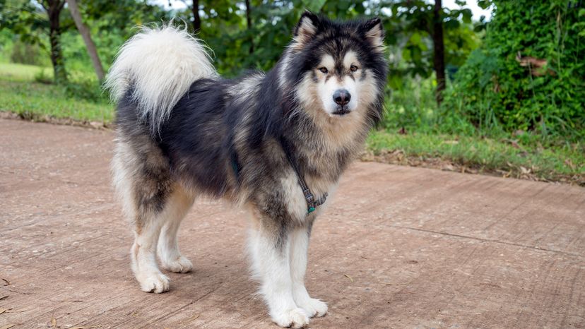 Alaskan Malamute